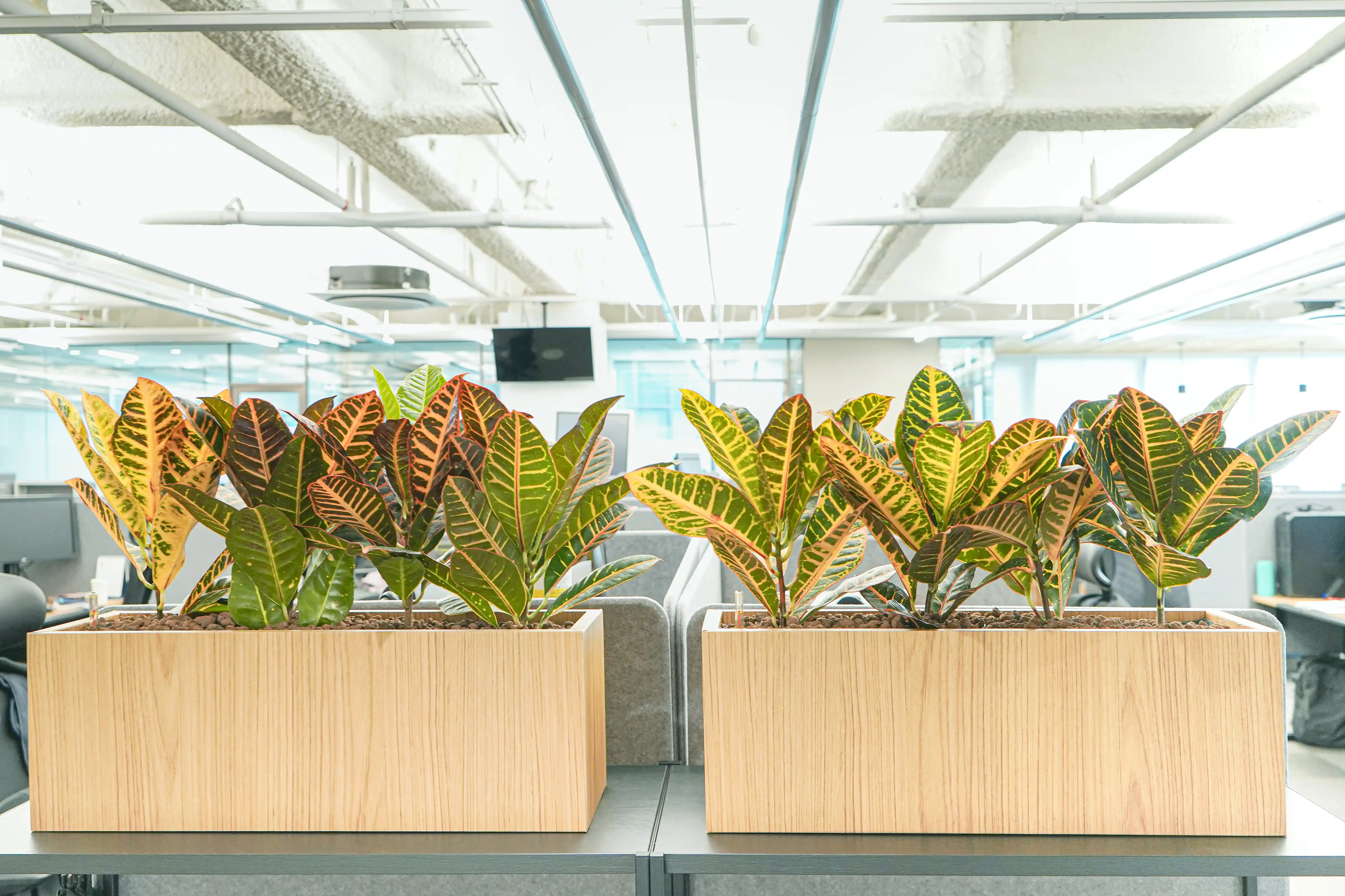 플랜트박스를 활용한 플랜테리어를 오피스에 설치하였다.