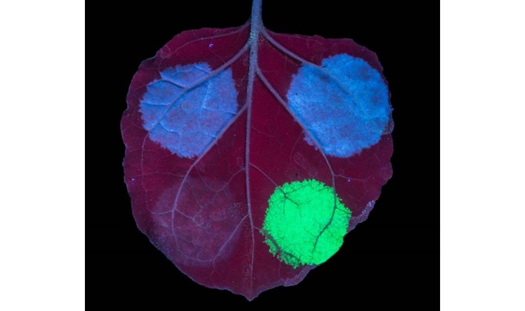Plants as Protein Factories. Source: John Innes Centre. N.benthamiana leaf after agro-infiltration with genes from the Avenacin cluster (blue) and GFP control (green).