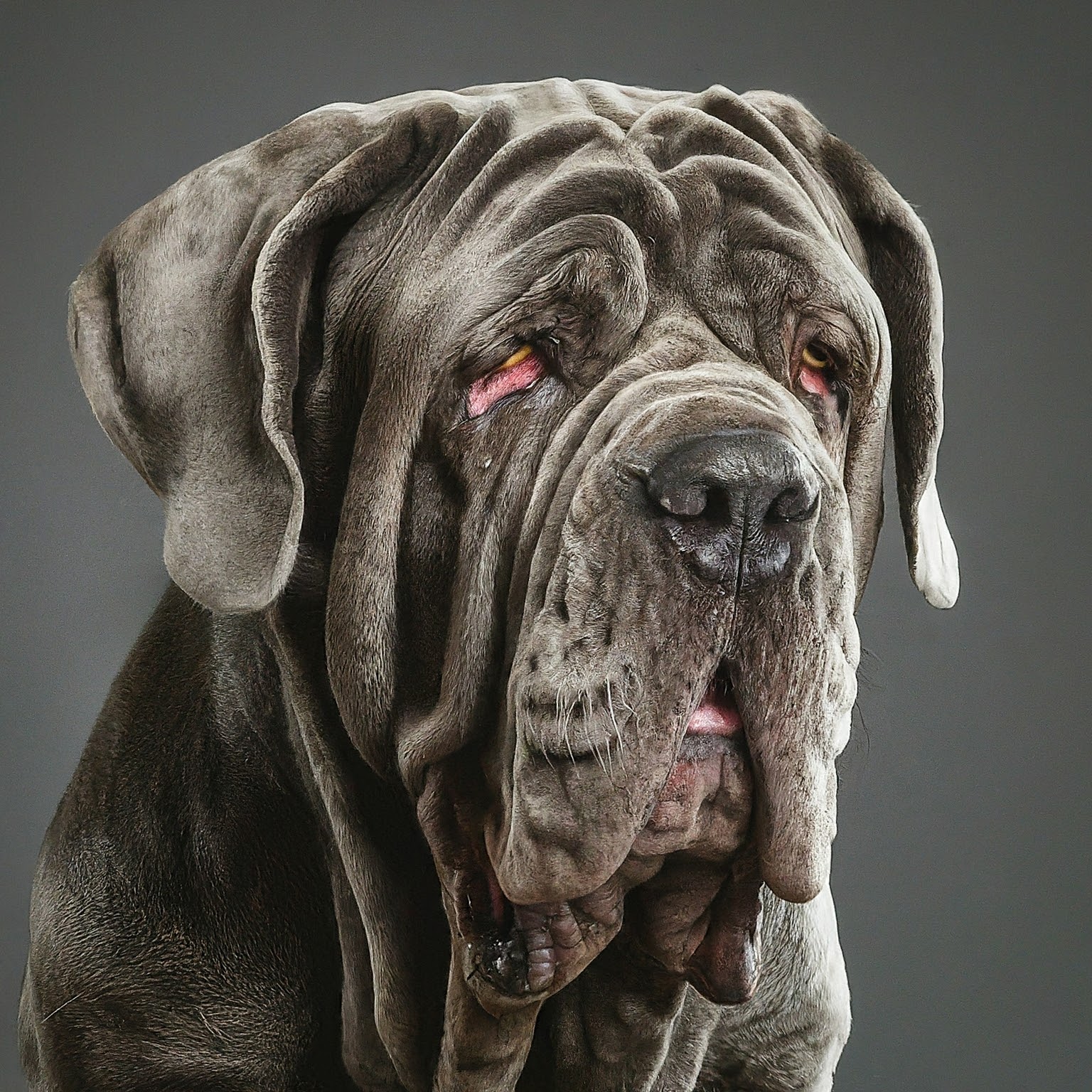 BUDDYUNO, Neapolitan Mastiff