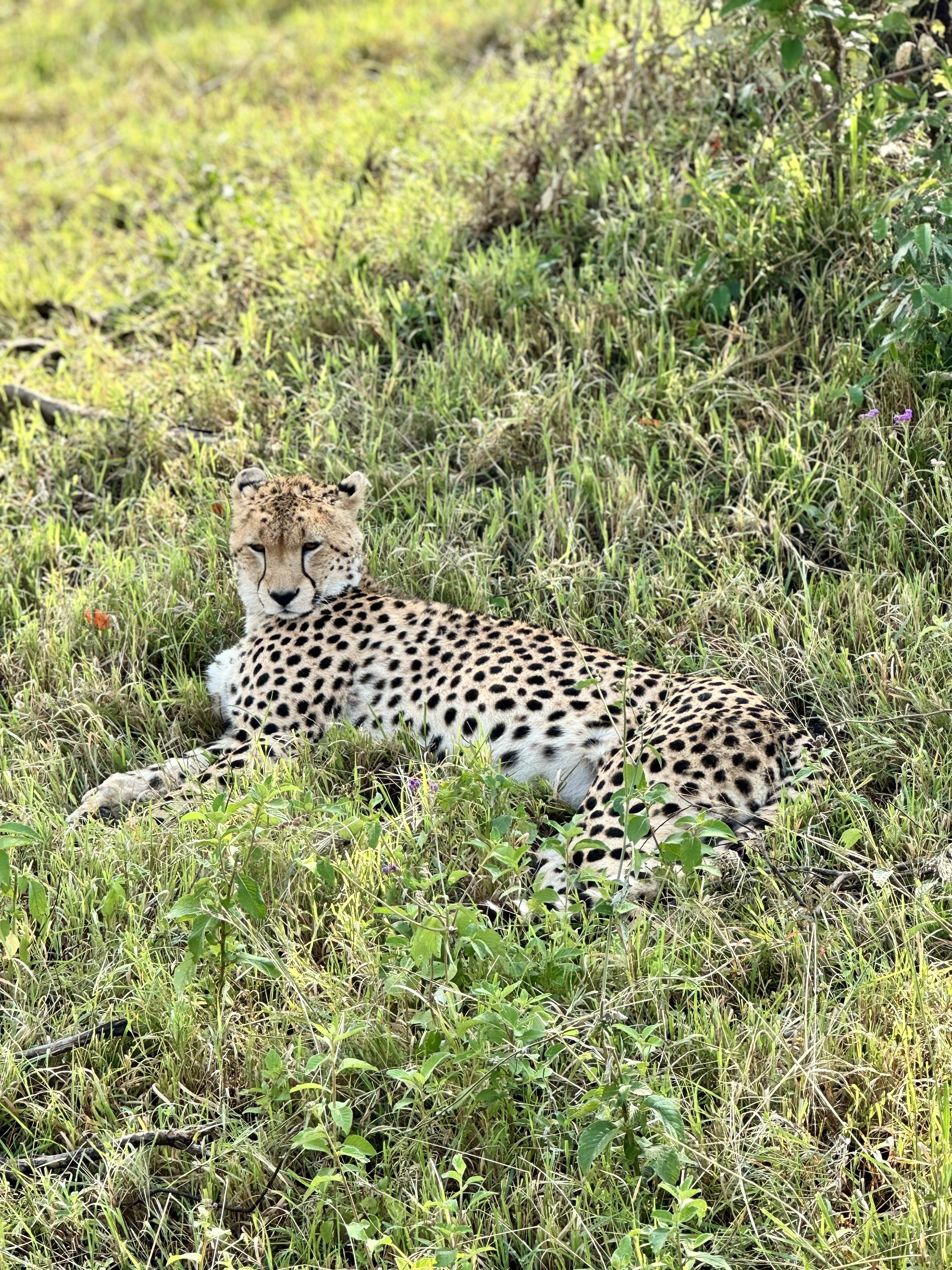 Relaxed vigilance at Maasai Mara