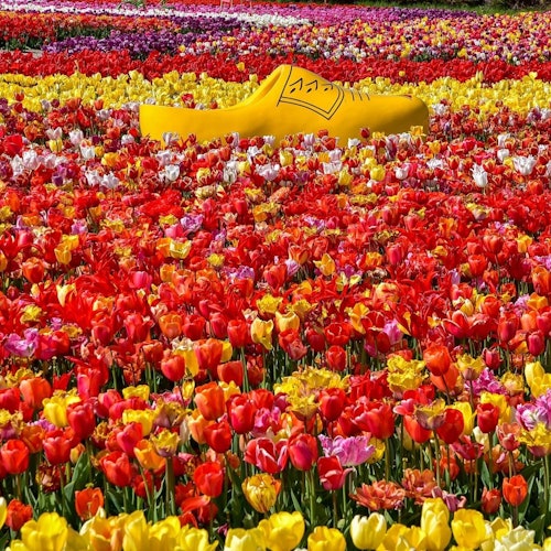 Tulip dan bakiak raksasa