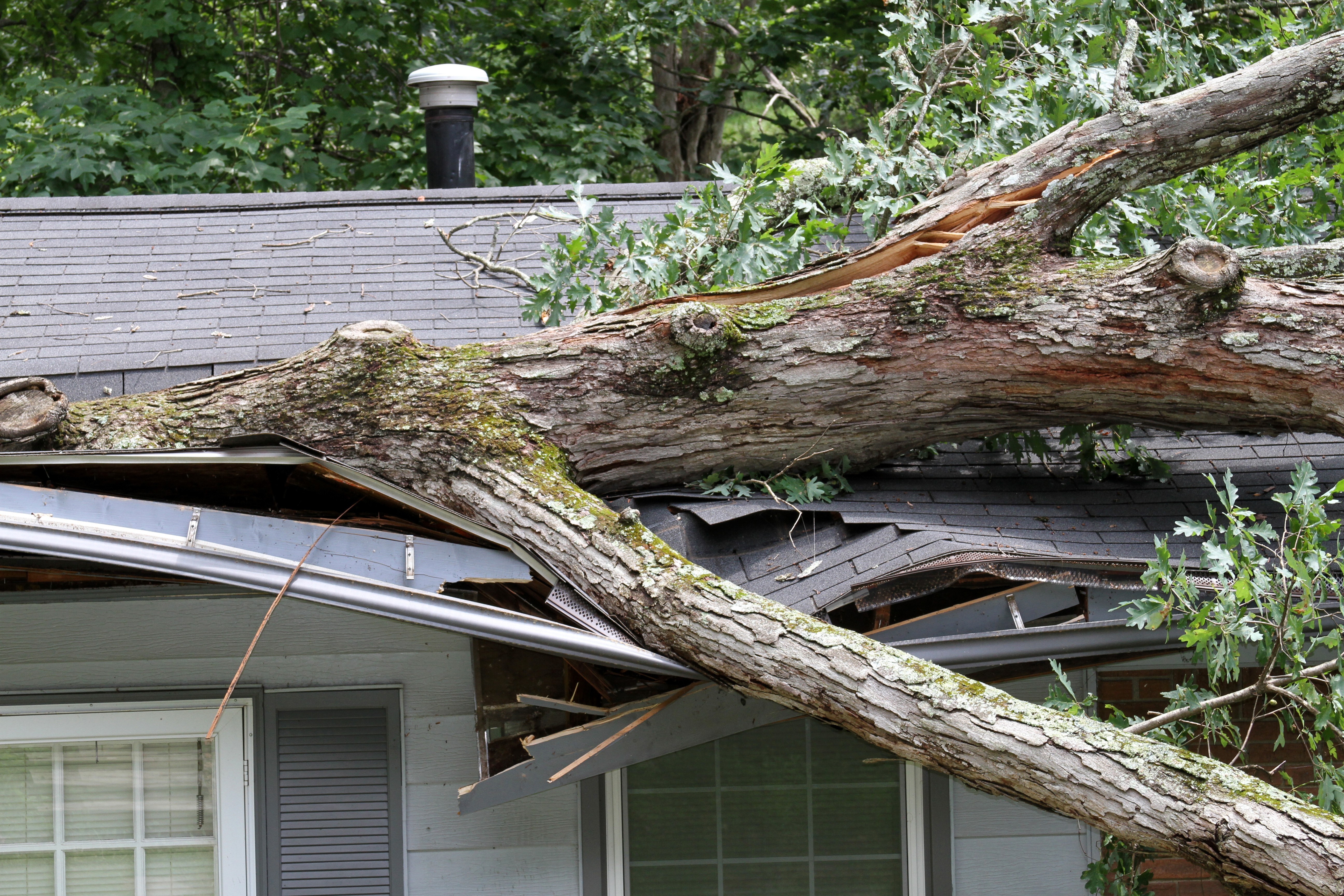 Fallen tree on roof of home in St. Charles, MO causing severe storm damage to shingles and structure.