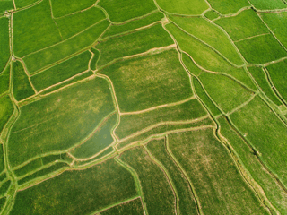 Wall