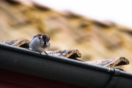 Nest Removal