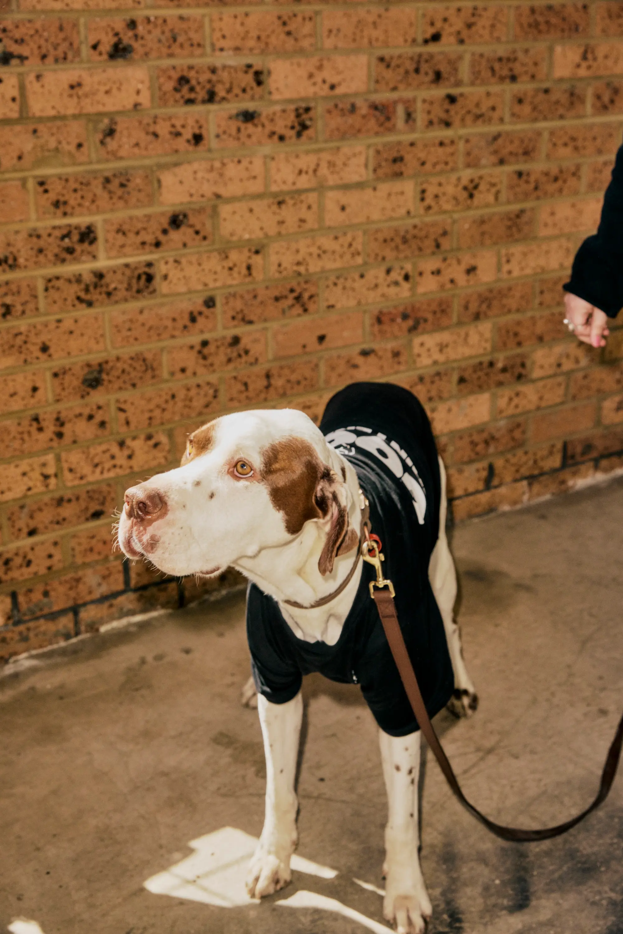 Dog wearing Good Maintenance shirt