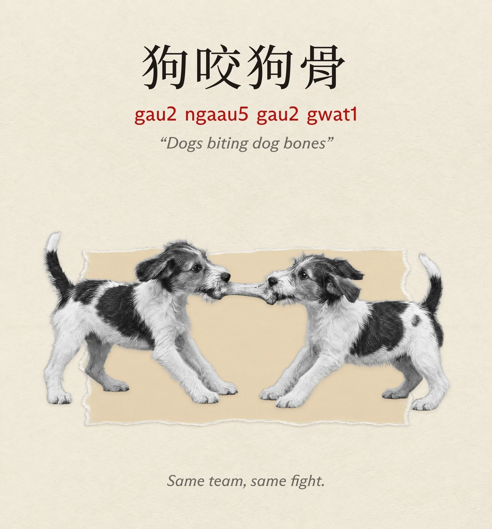 A card titled 狗咬狗骨, gau2 ngaau5 gau2 gwat1, “Dogs biting dog bones”. Two scruffy terrier pups in a tug of war over one bone, spilling out of both sides of a torn beige patch. Underneath: same team, same fight.