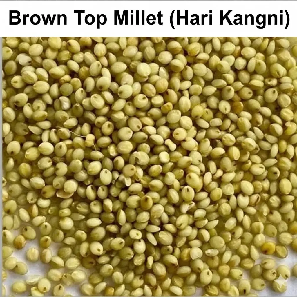 Hari Kangni Brown Top Millet