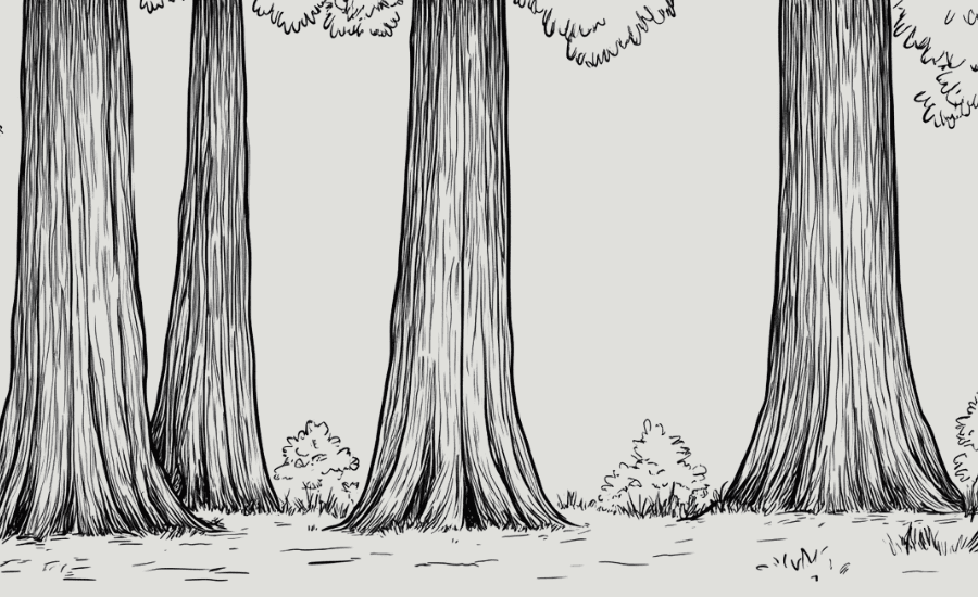 Illustration of Sequoia