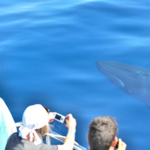 观鲸是一种适合全家参与的独特体验