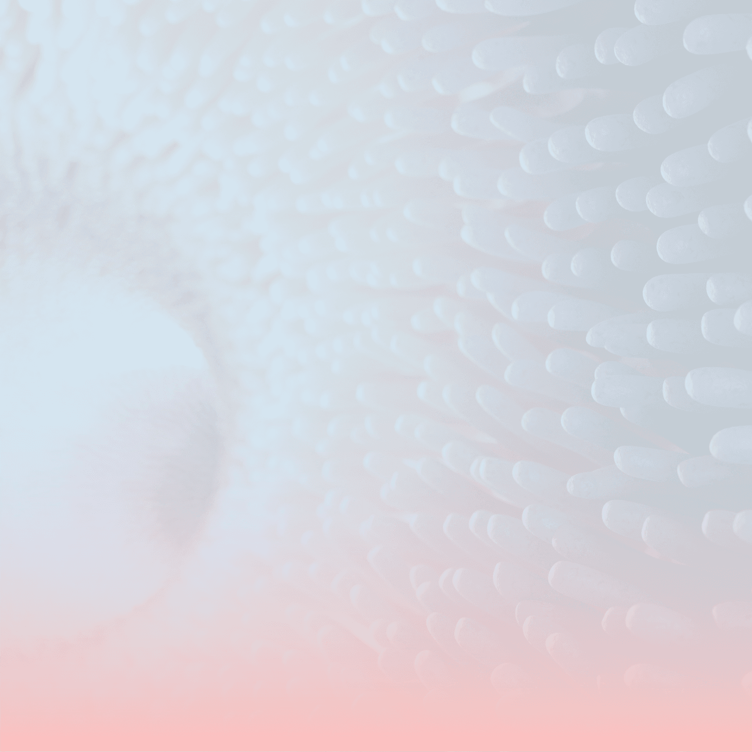 Gut Health Header