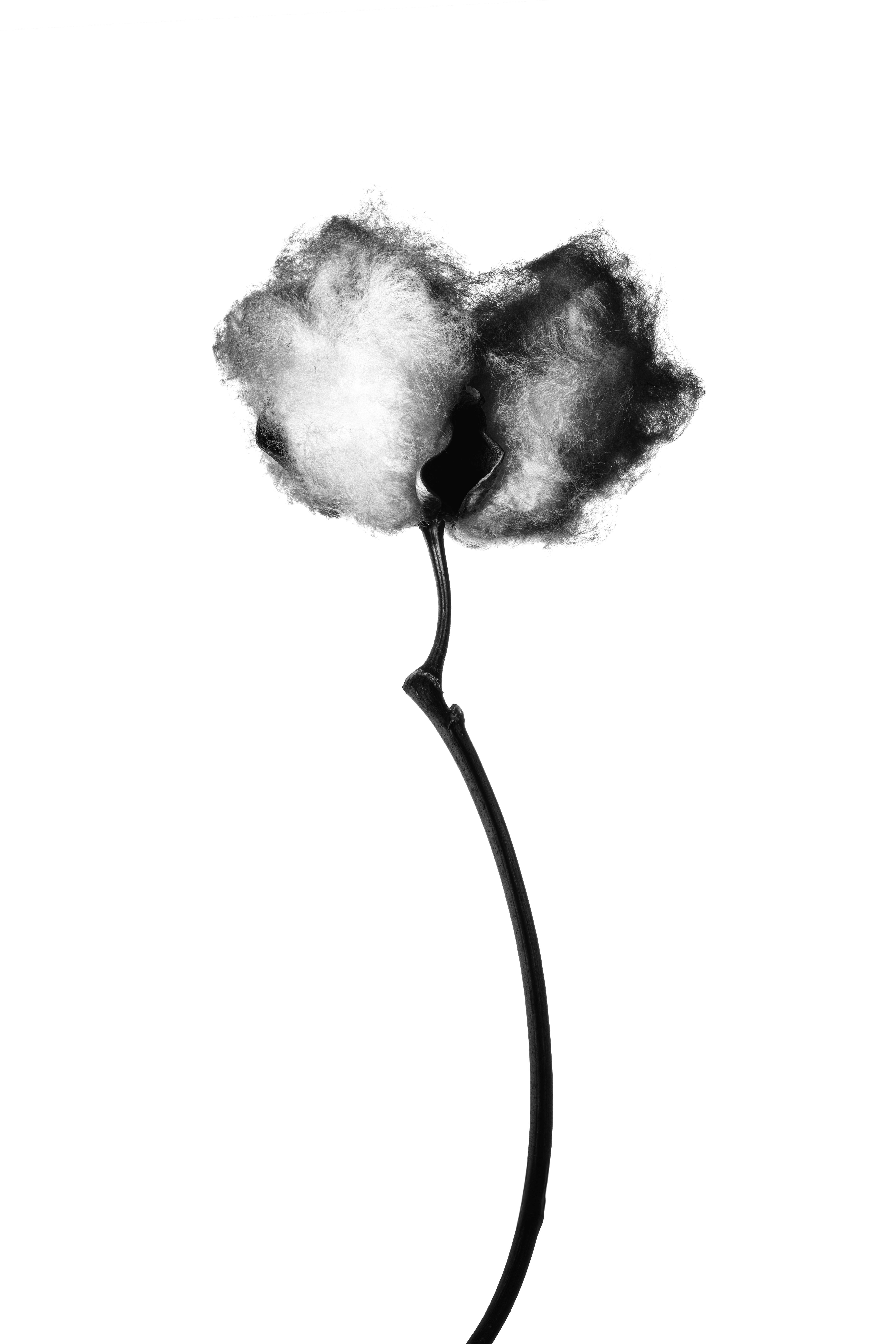 Fleur, Ortie, Photo de studio, Noir et blanc, pierretmae