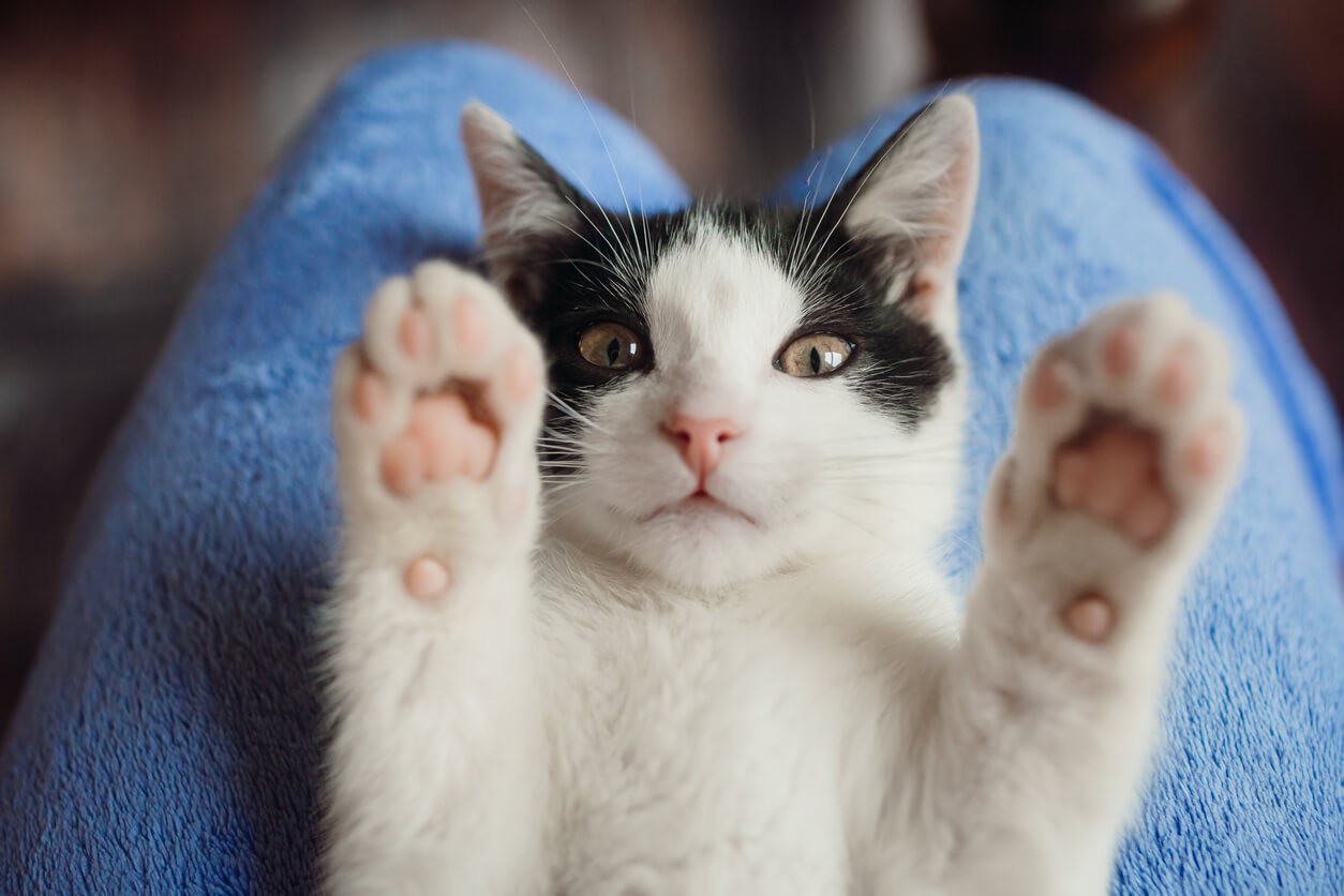 cat on person's lap giving paw-fives