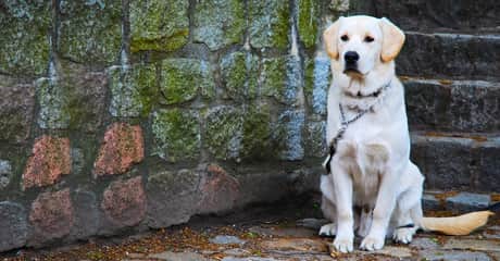 perro atento en obediencia