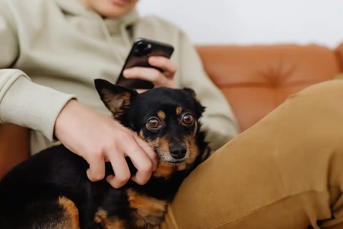 dog owner searching on phone