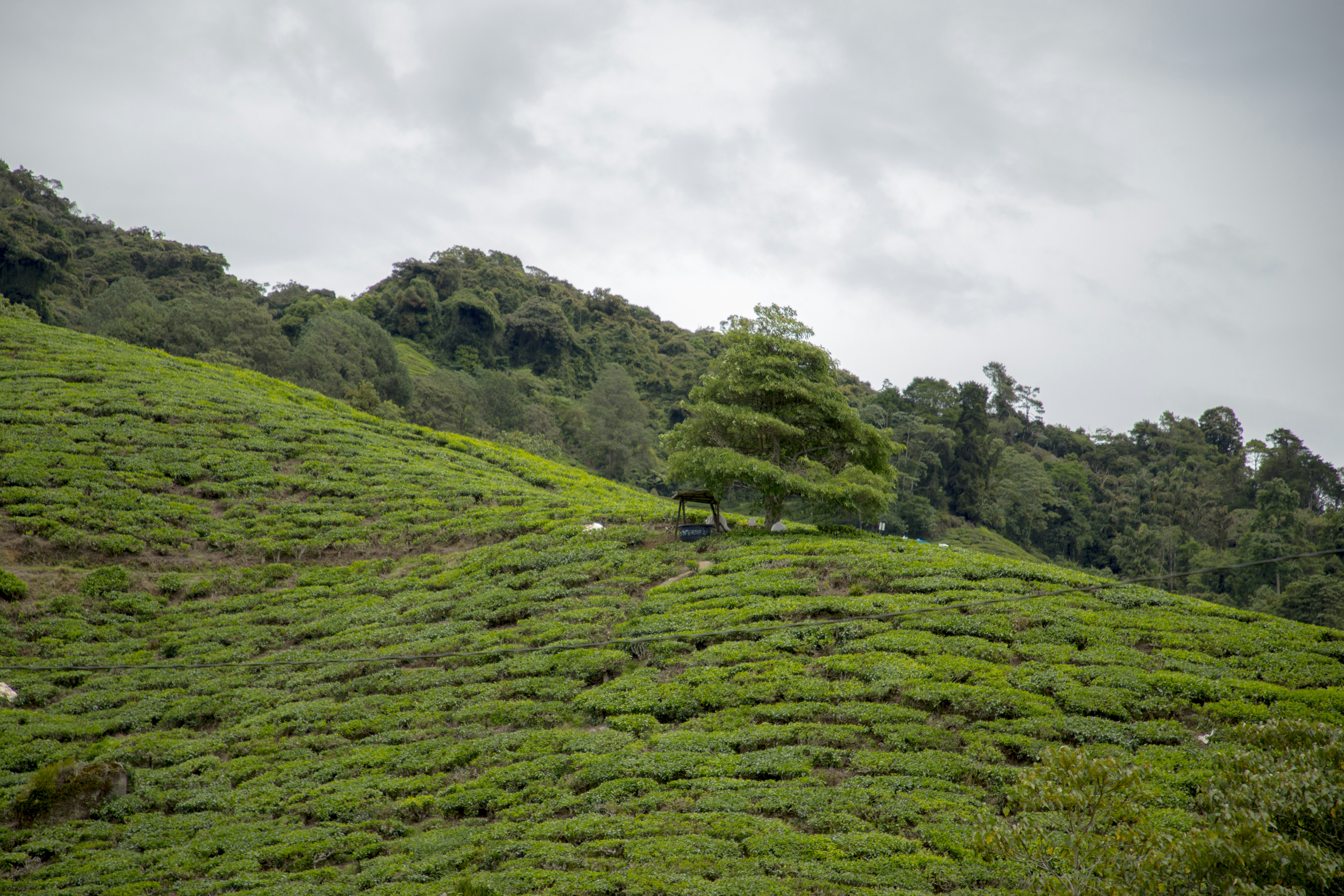 Lush green tea plantations at Lipton's Seat in Sri Lanka