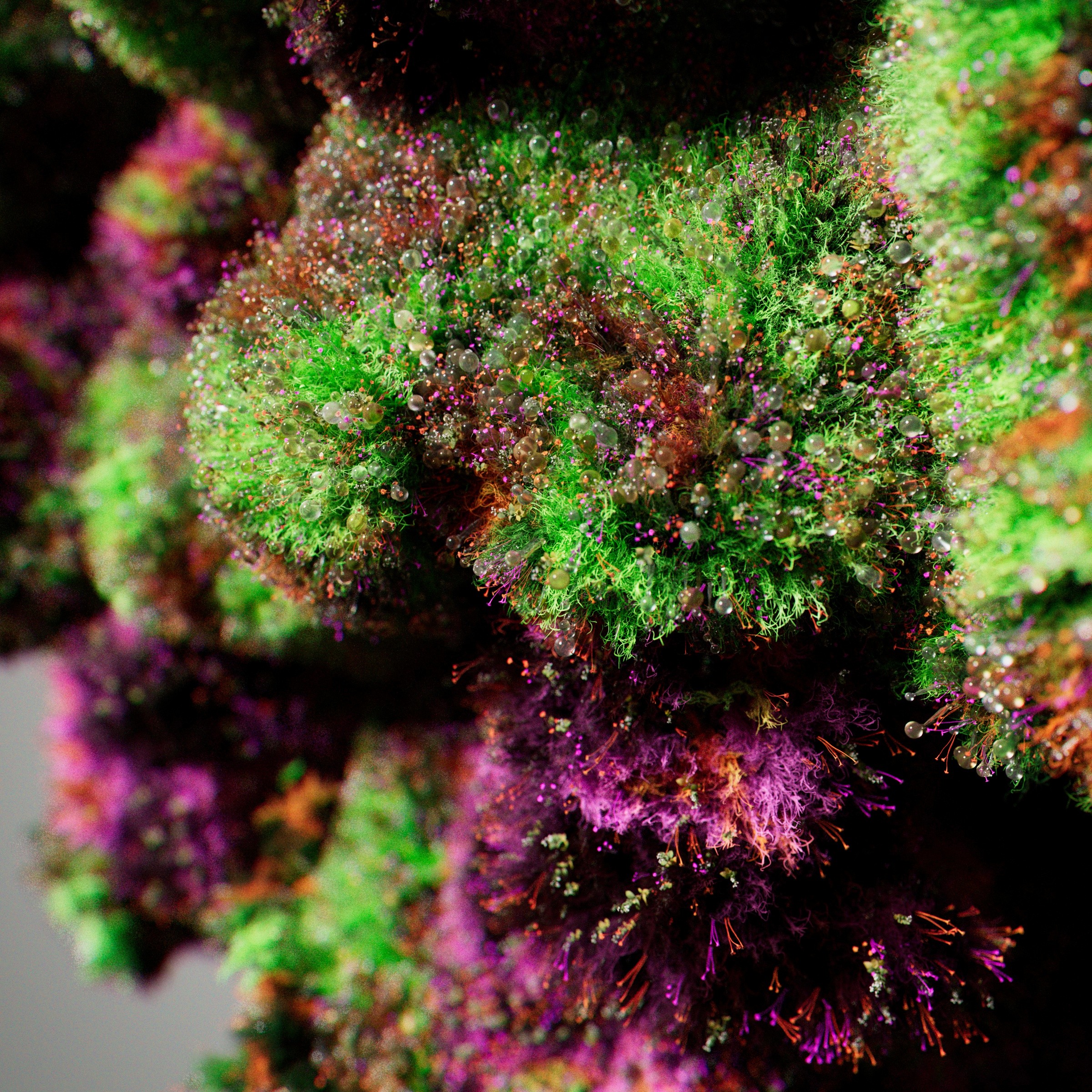 weed.de hybrid bud tight