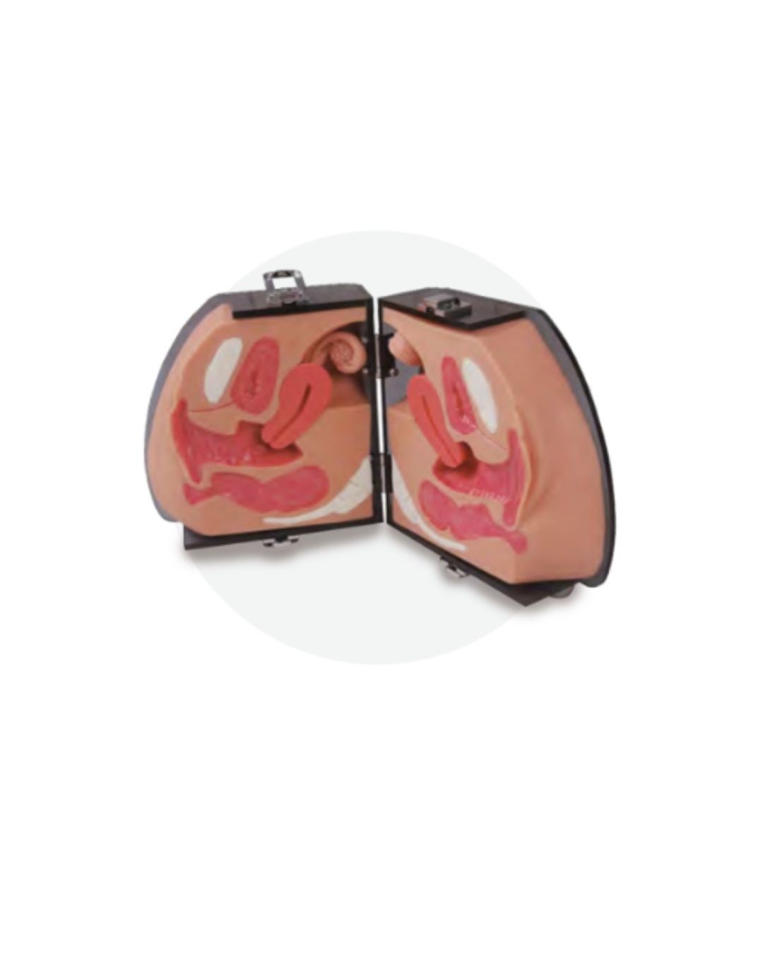 Contraception Demonstration Model