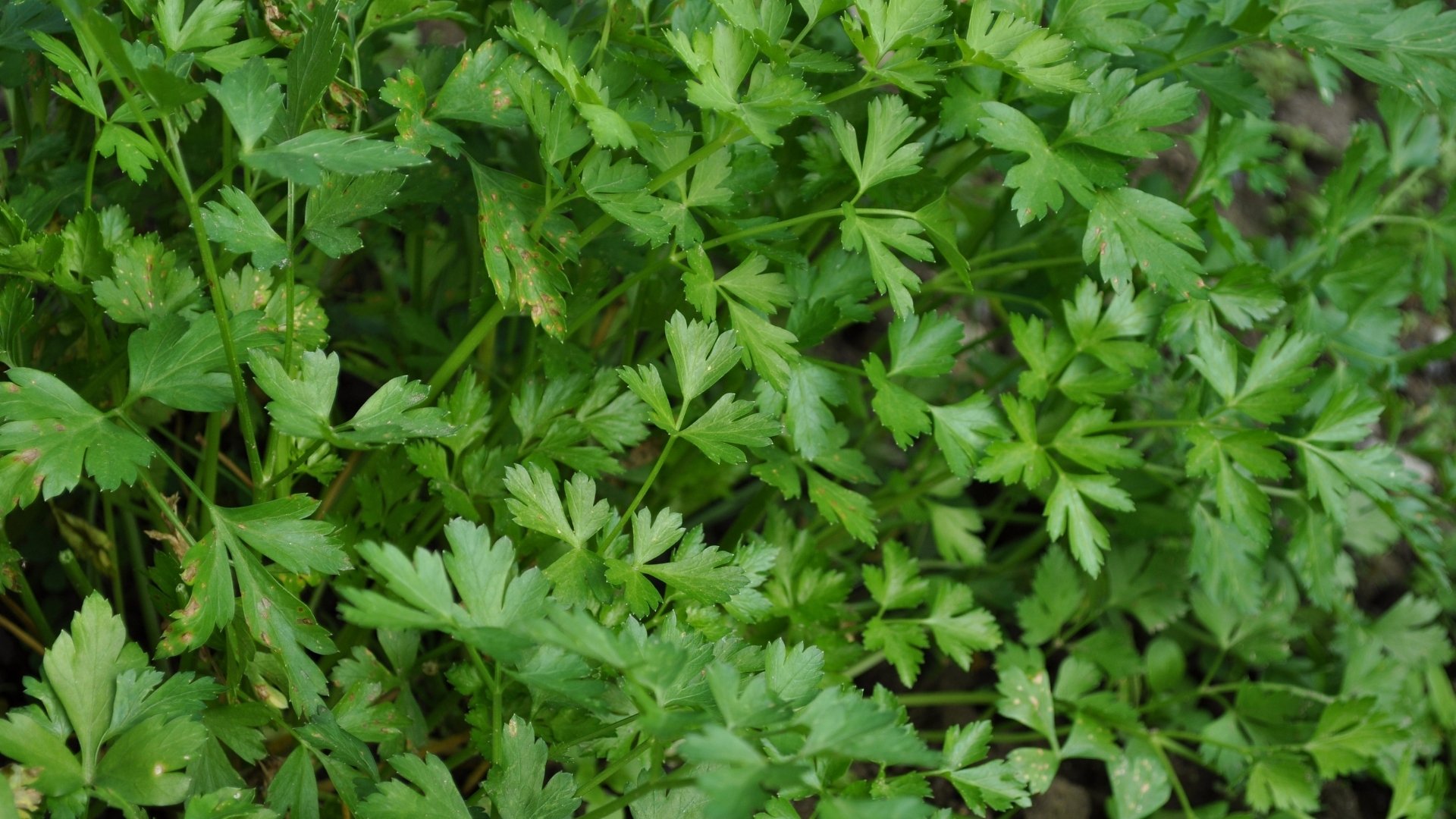 Parsley (Petroselinum crispum)
