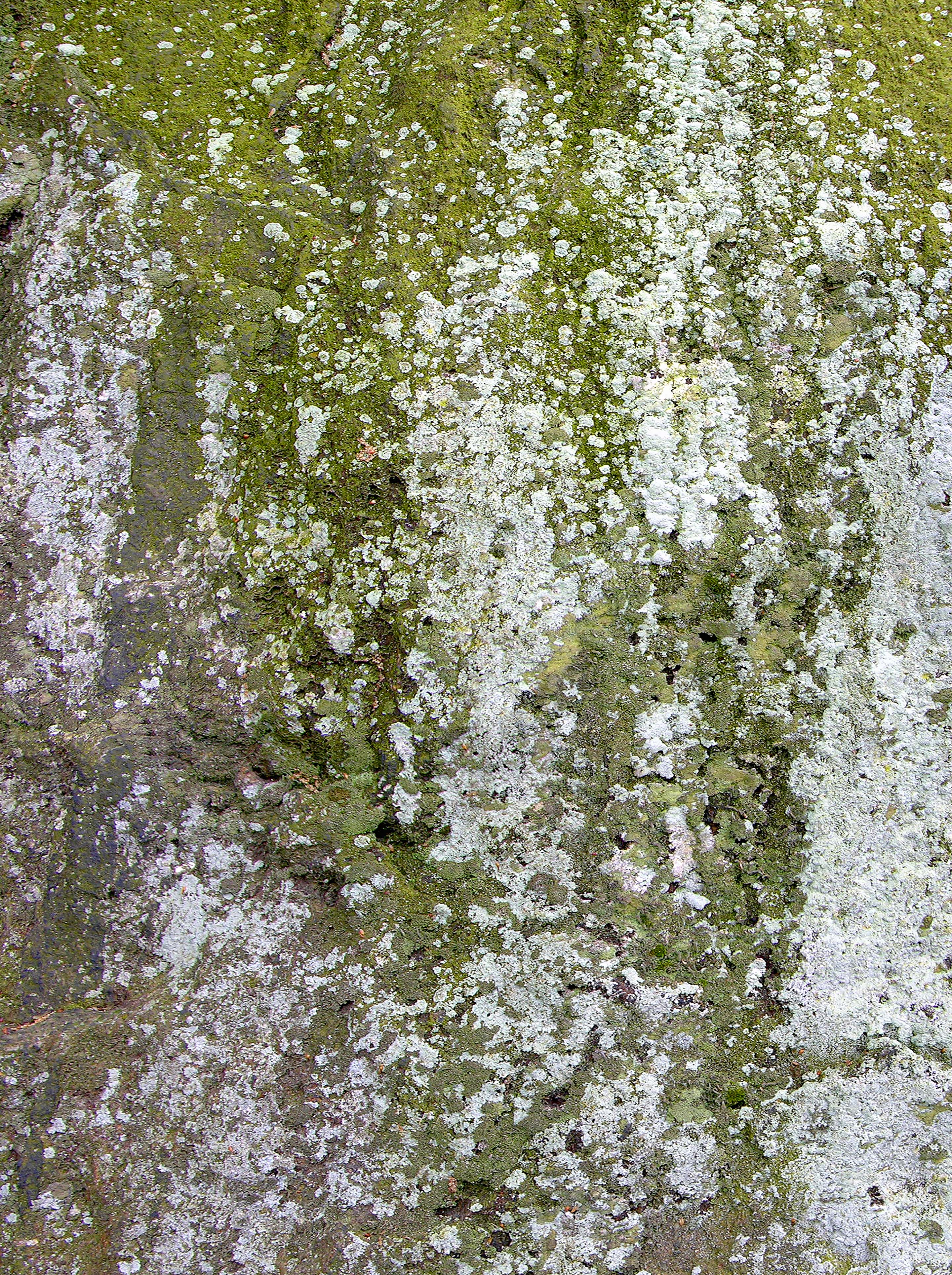 Close-up photograph of a stone surface coated in green moss and white lichen, creating soft vertical streaks and mottled textures. The layered growth highlights the slow, organic transformation of weathered rock.