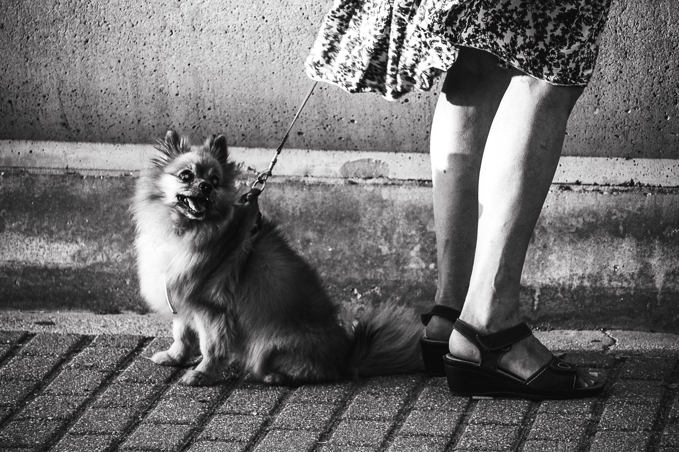 Small dog on a leash sitting beside a woman’s legs on a city sidewalk.