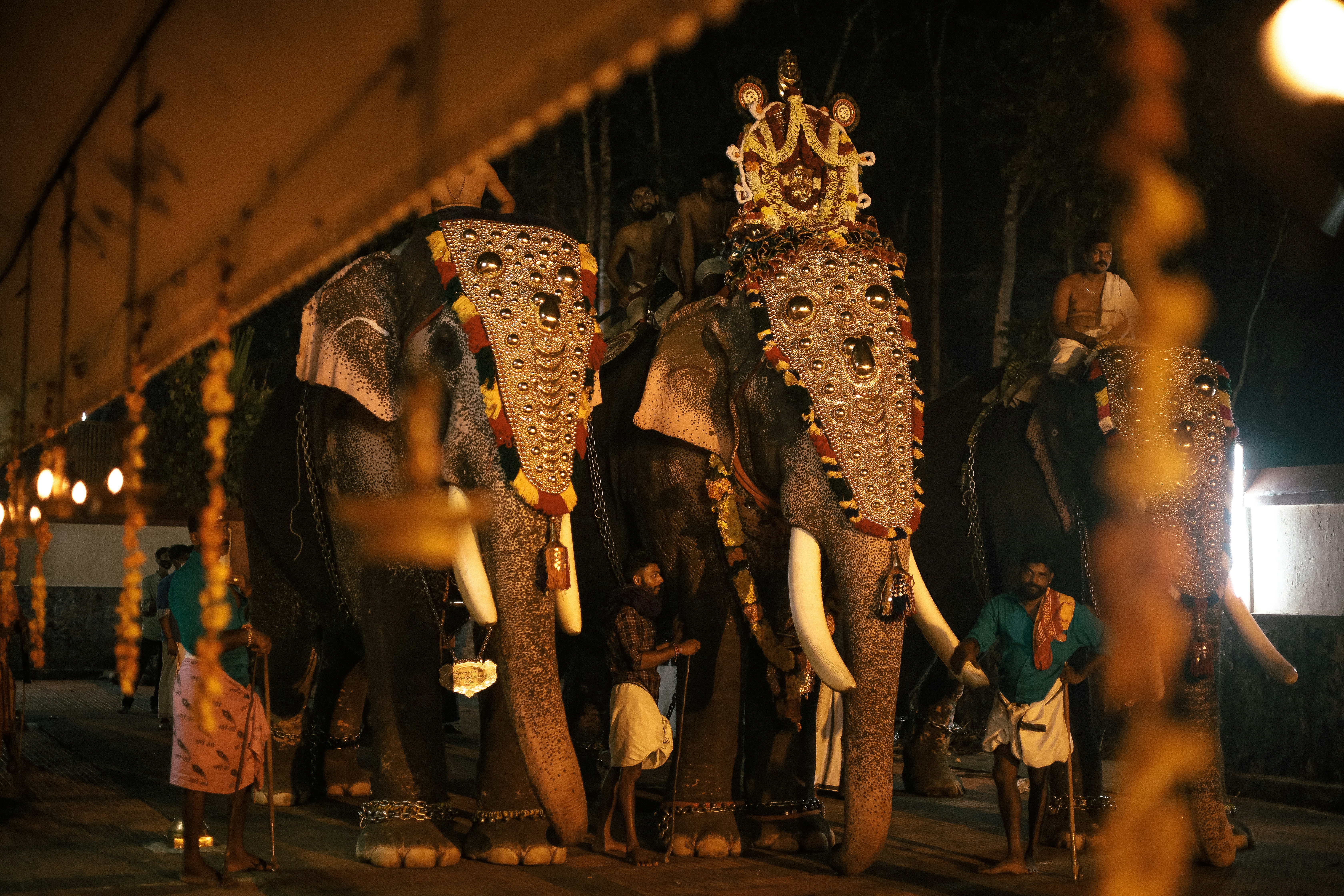 Decorated elephants standing together at a cultural festival