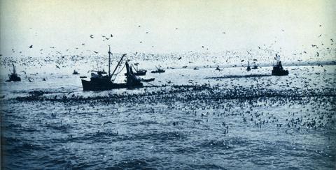 Barcos pesqueros Iquique