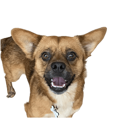 Ralph, Office Dog