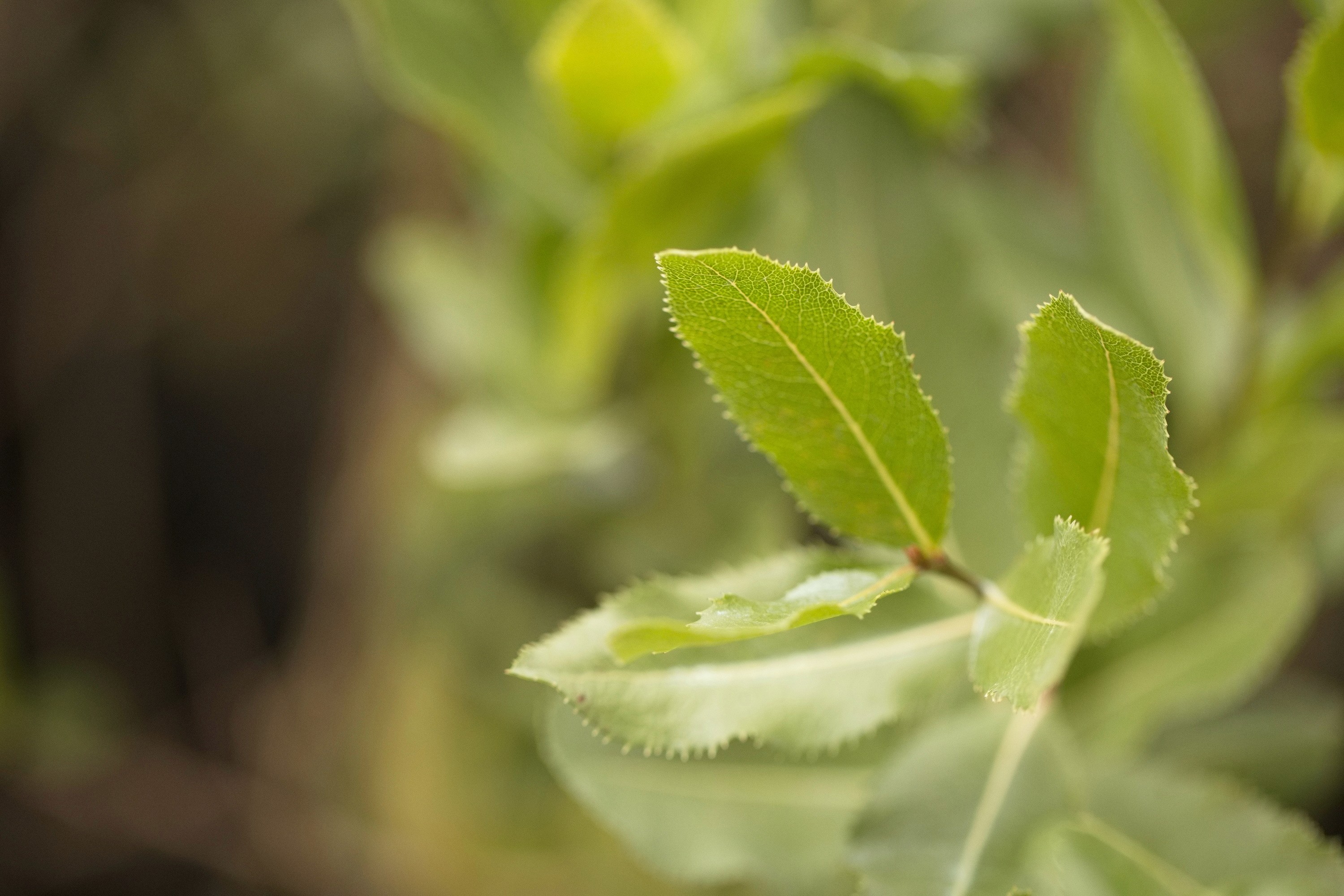 Bollén — Kageneckia oblonga