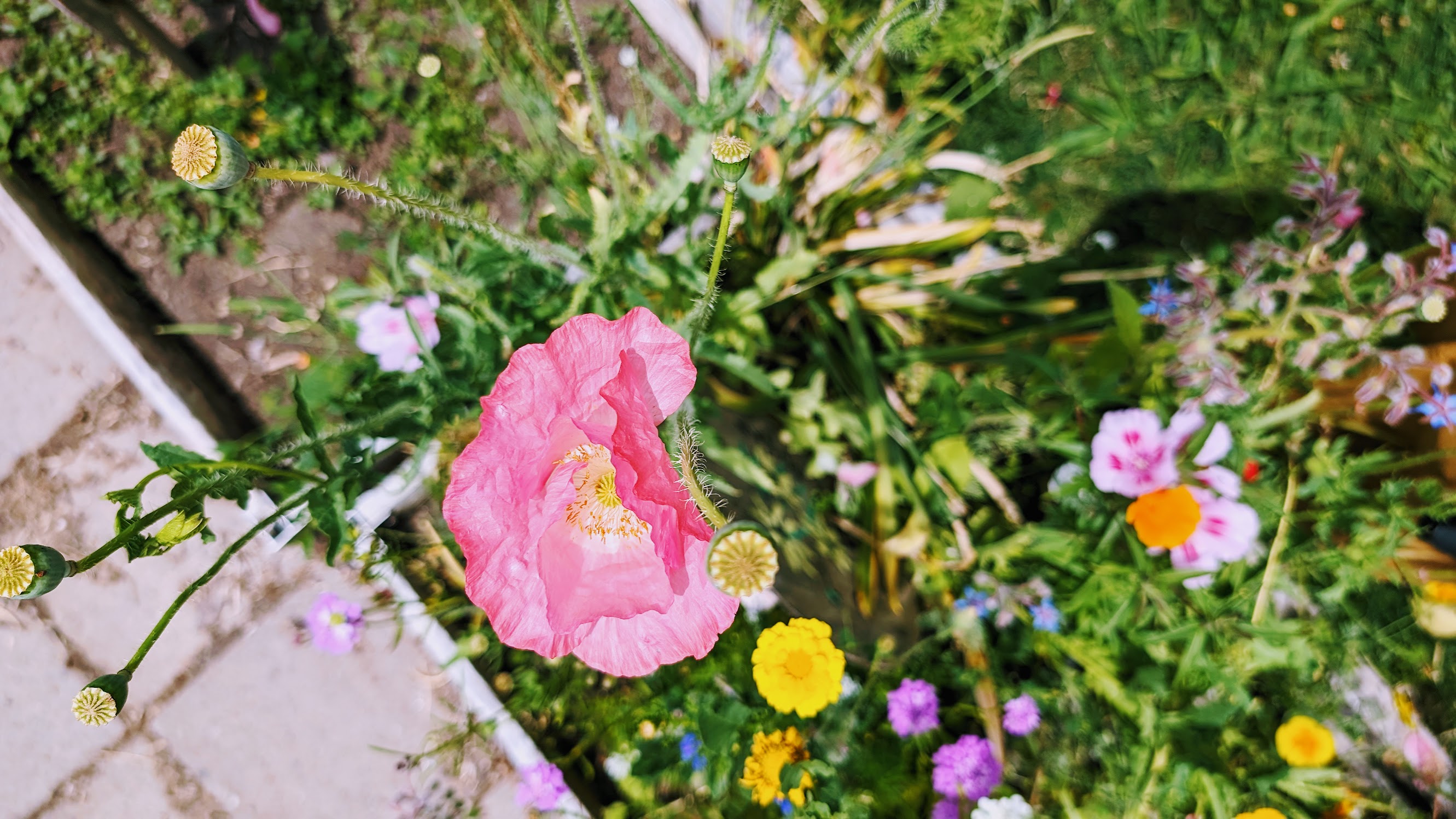 Pink poppy surrounded by other wildflowers