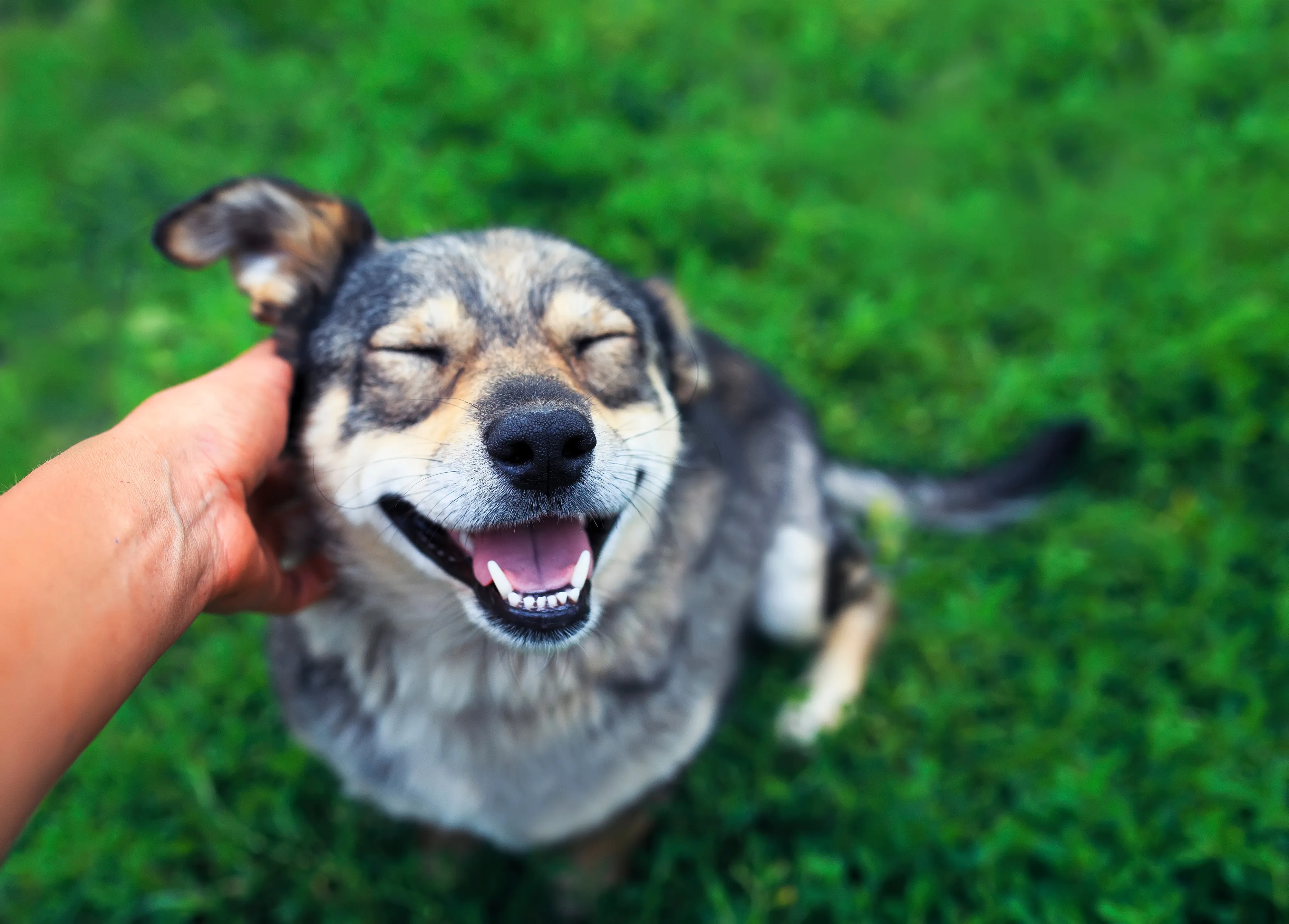 perro mascota feliz