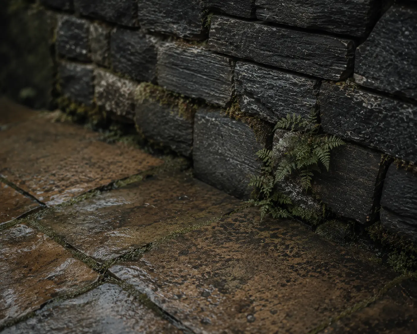 Close detail of dark stone coursing meeting wet clay paving, ferns in the joints