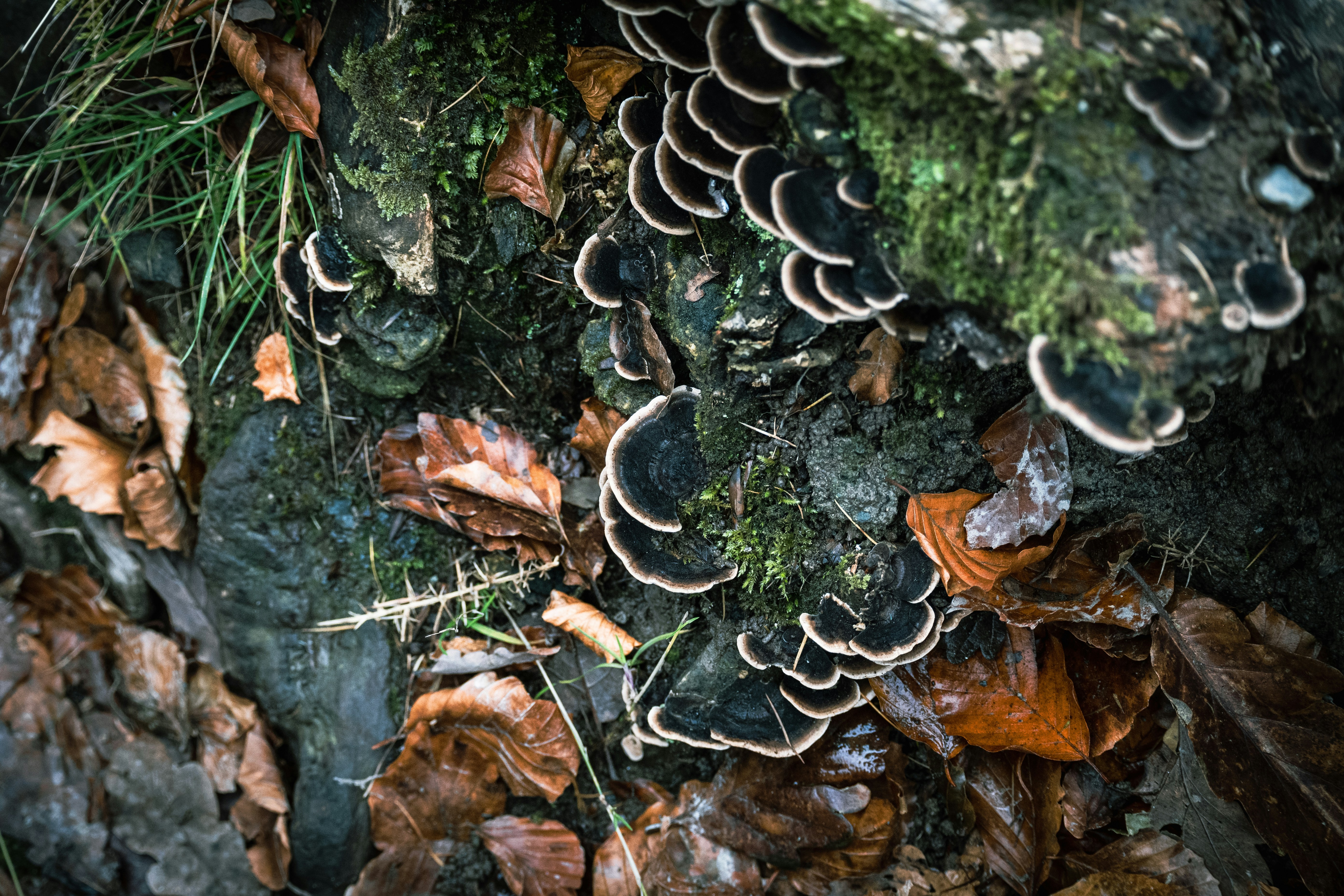 A close up of a bunch of mushrooms on the ground