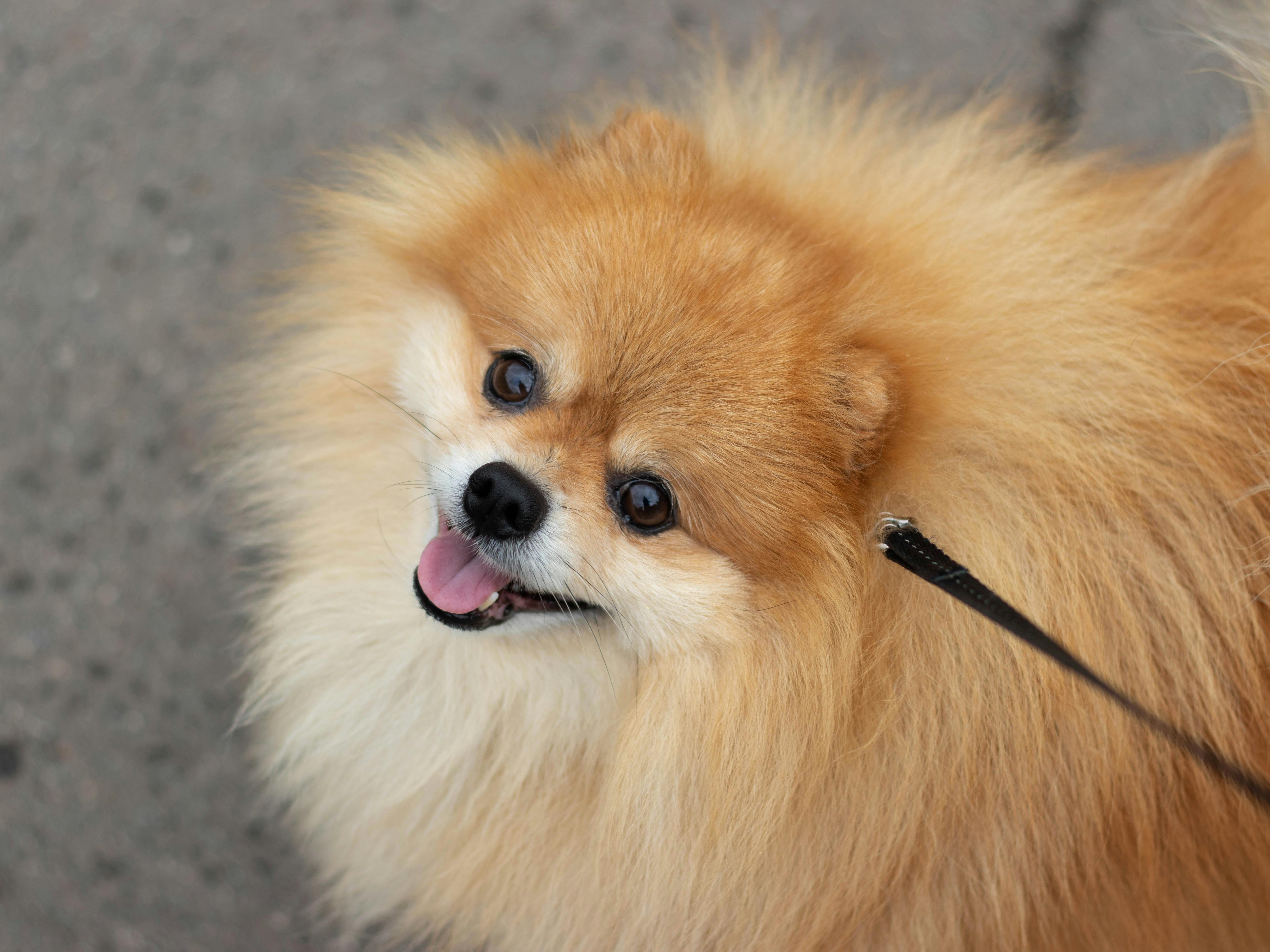 Pomeranian suitability for work