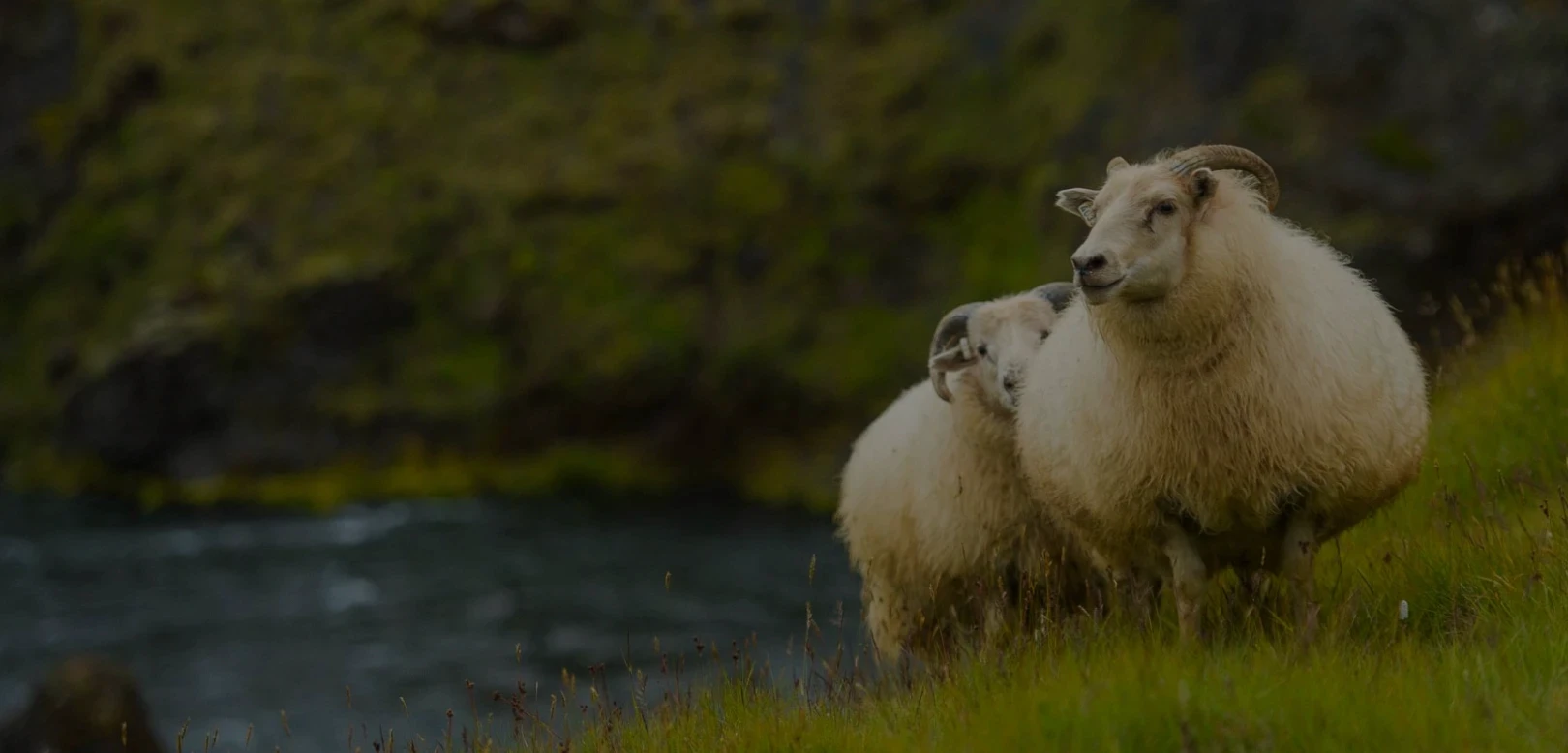Sheep nexdt to river