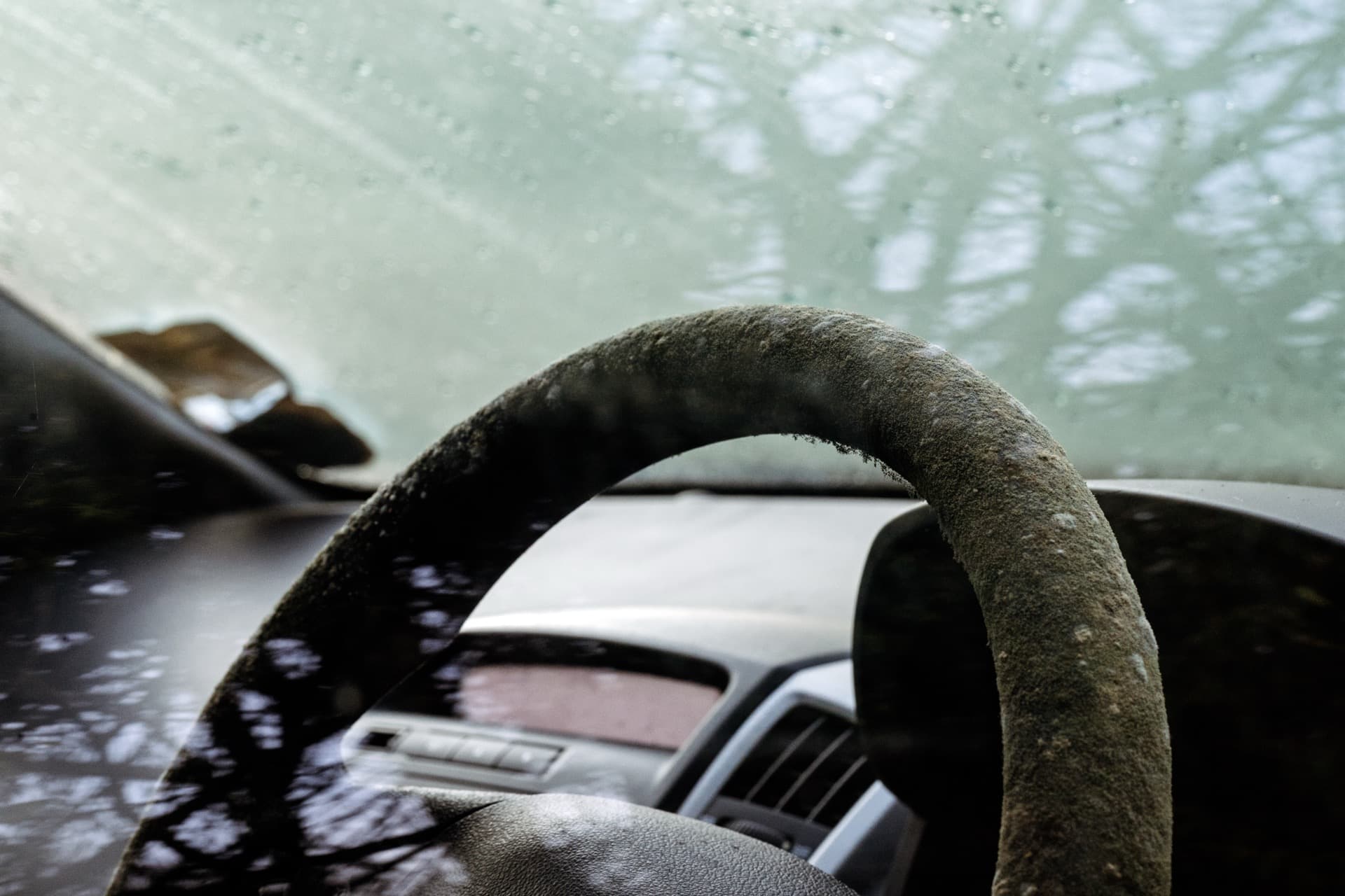 Fungal growth covering car steering wheel, creating textured organic surface across the wheel's arc, vehicle interior with windscreen showing foliage beyond
