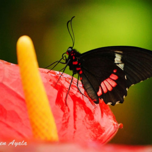 Una mariposa negra con marcas rosas posada en una vibrante flor roja con un espádice amarillo, sobre un fondo verde desenfocado.