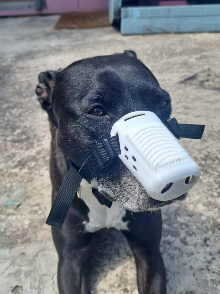 How I Designed and printed a Custom Nose Guard to Help My Dog with DLE 9 Billy is wearing a snoutcover iteration number 9