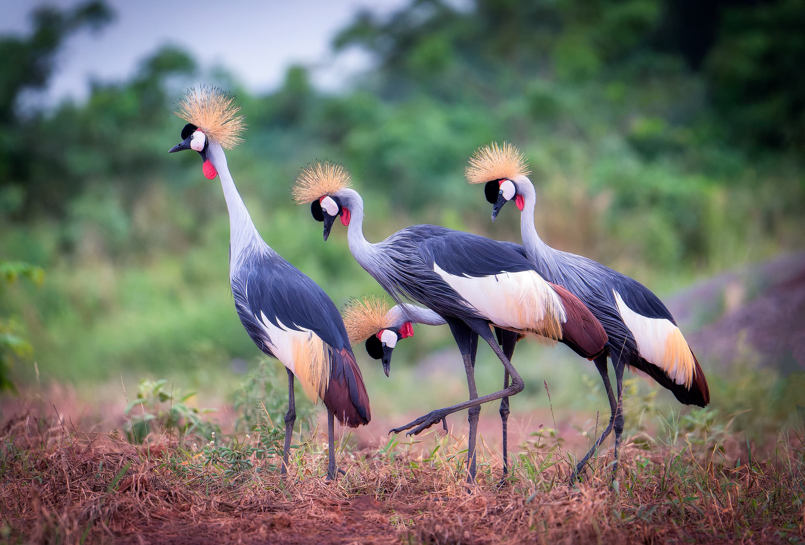 Grulla coronada en Uganda