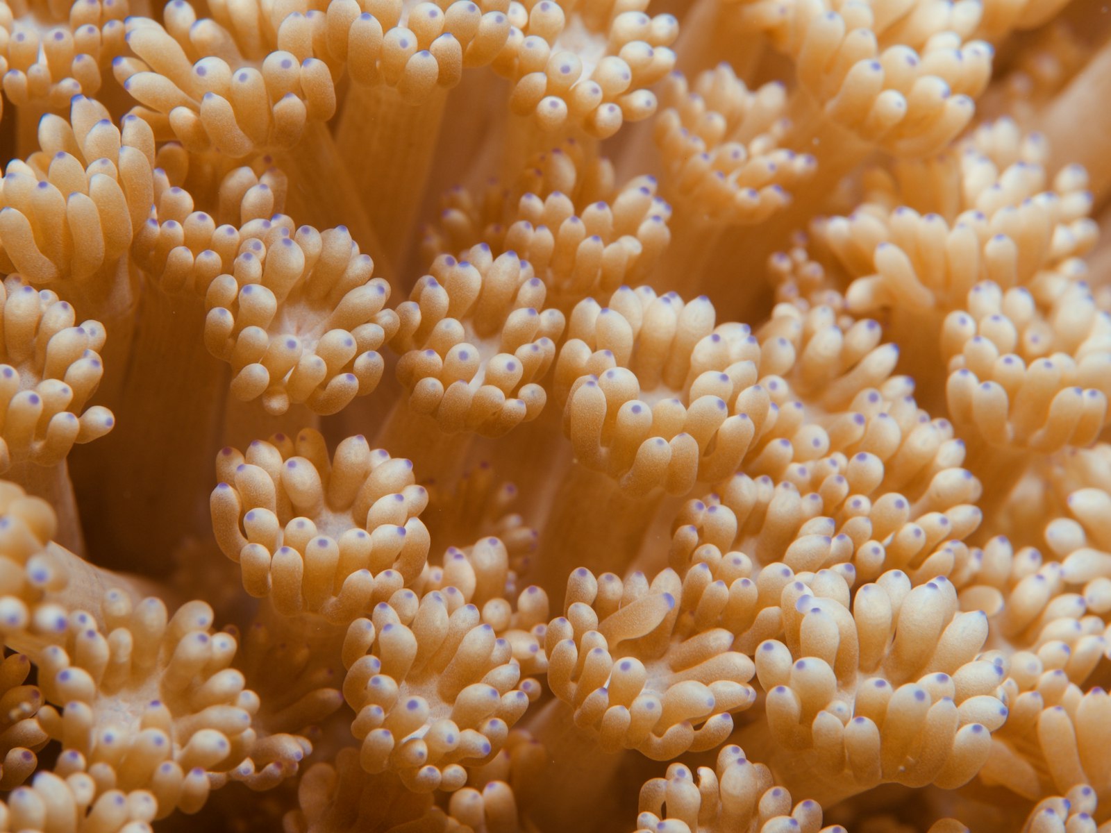 Close-up of soft coral polyps growing in the nutrient-rich waters of Triton Bay, West Papua