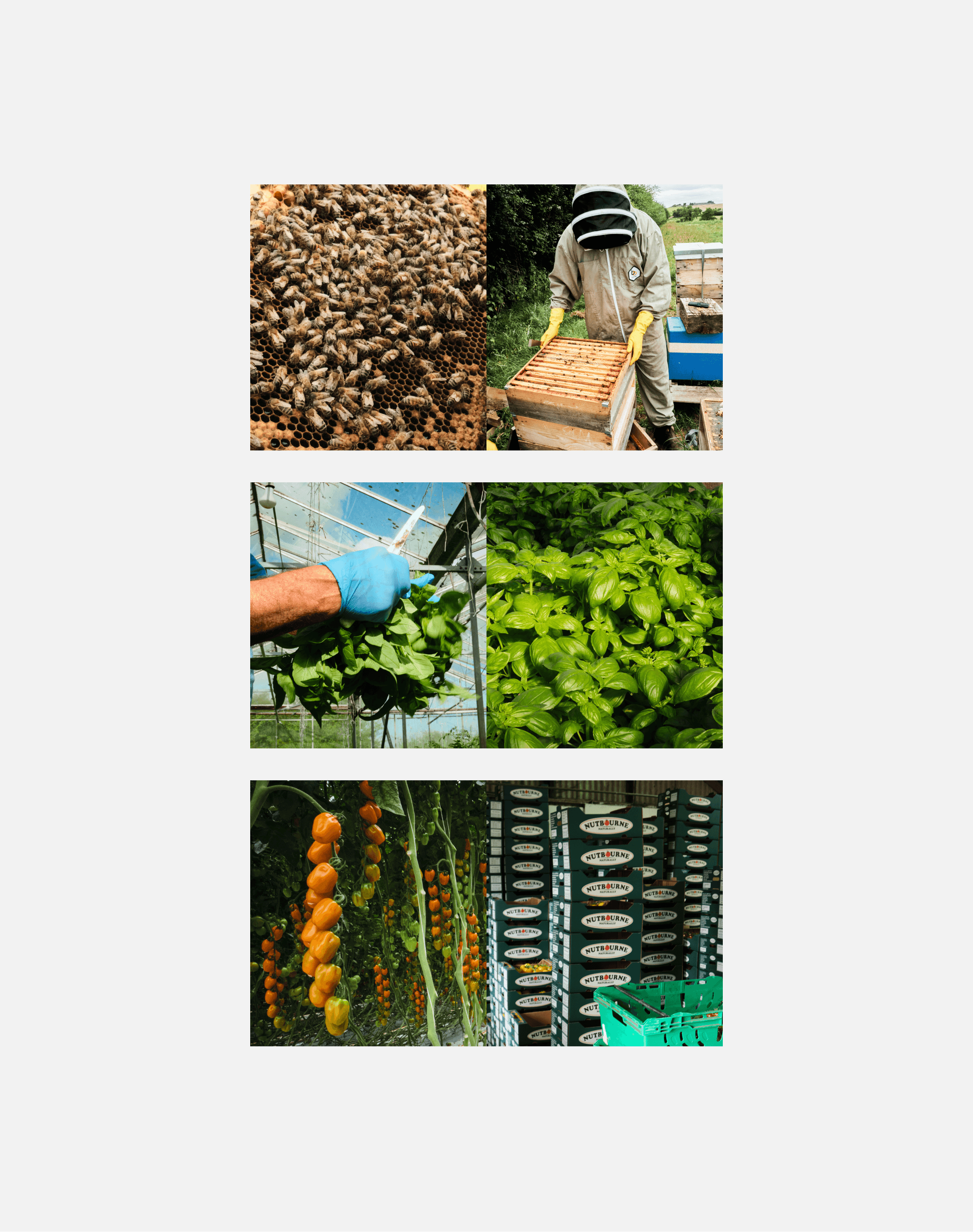 Chef's Farms – GEORGE COSBY STUDIO | Brand Worlds Built At Moments Of Change