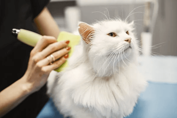 Groomer brushing a white cat, representing a pet care grooming business.