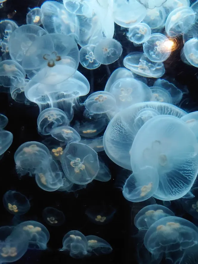 透明感のあるクラゲがゆったりと漂うクラゲ水槽のアクアリウムレイアウト