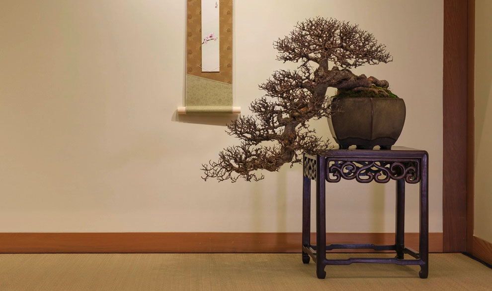 bonsai boom tentoon gesteld