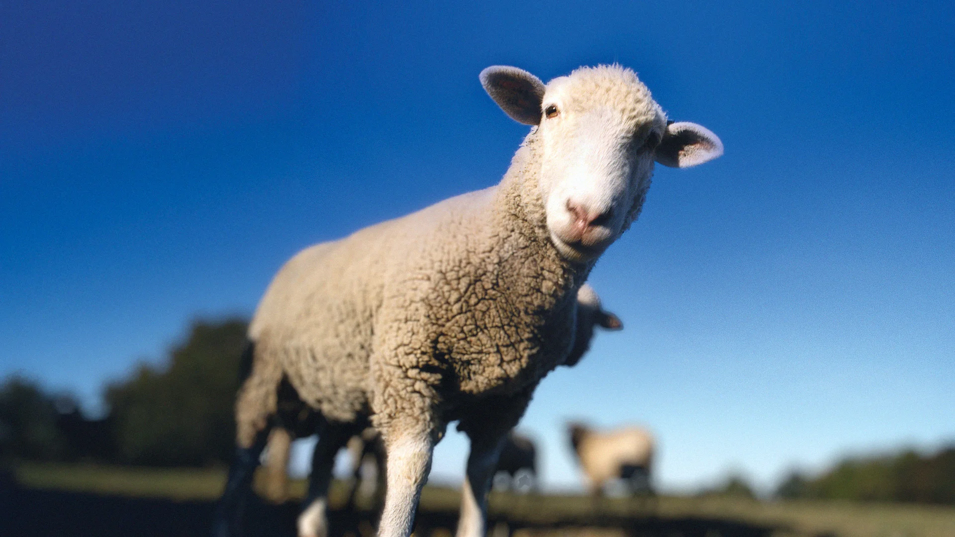 A lost sheep from the parable of Jesus in a field