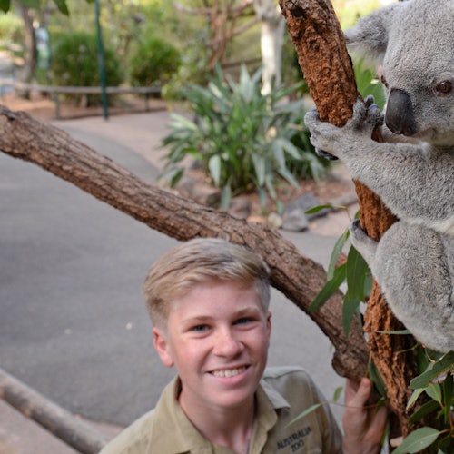 Koala