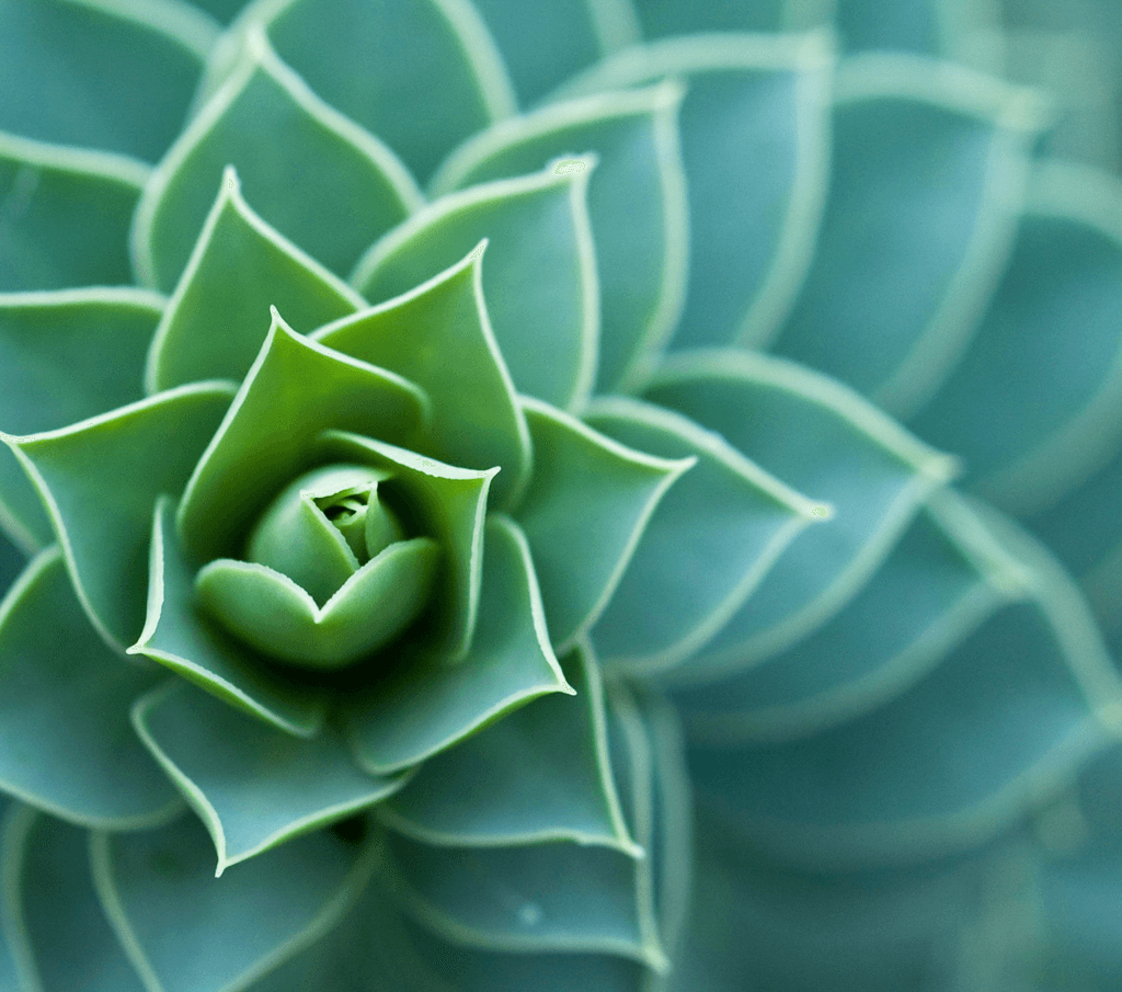 Close-up of a green succulent plant in a spiral pattern.