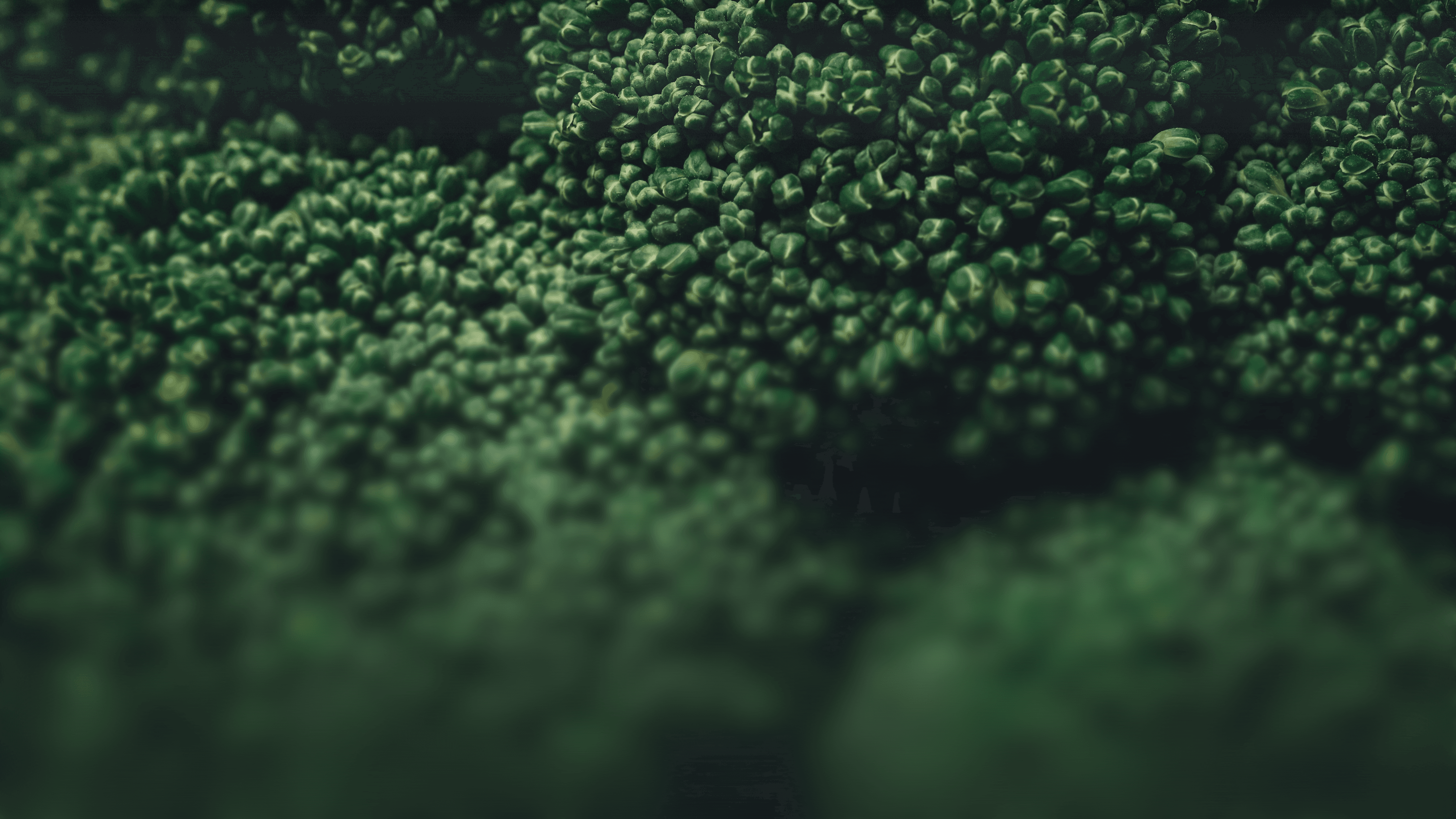 a close up of a bunch of green plants