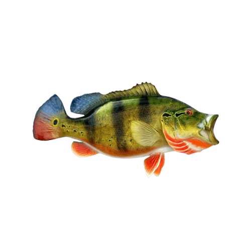 Peacock Bass- Tucunare