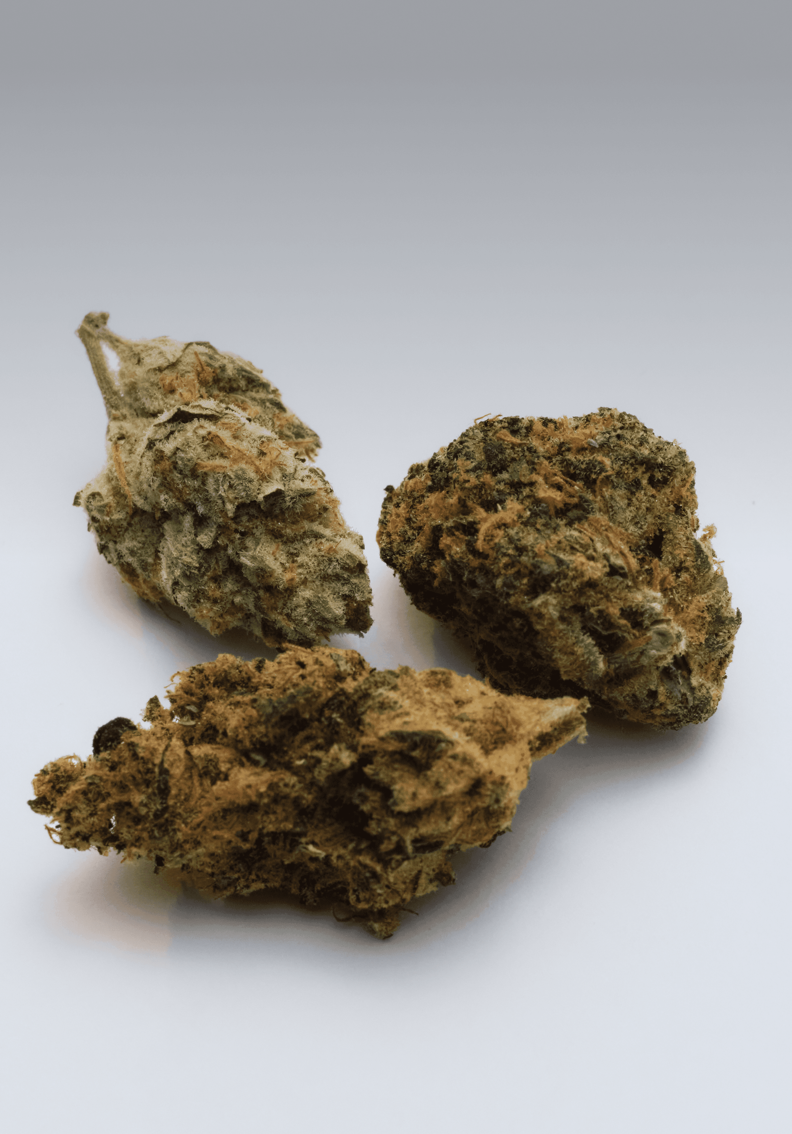 Drei Cannabisblüten (auch bekannt als "Buds") liegen auf einer hellgrauen oder weißen Oberfläche. Die Blüten haben eine grüne und braune Farbe und sind mit Trichomen bedeckt.