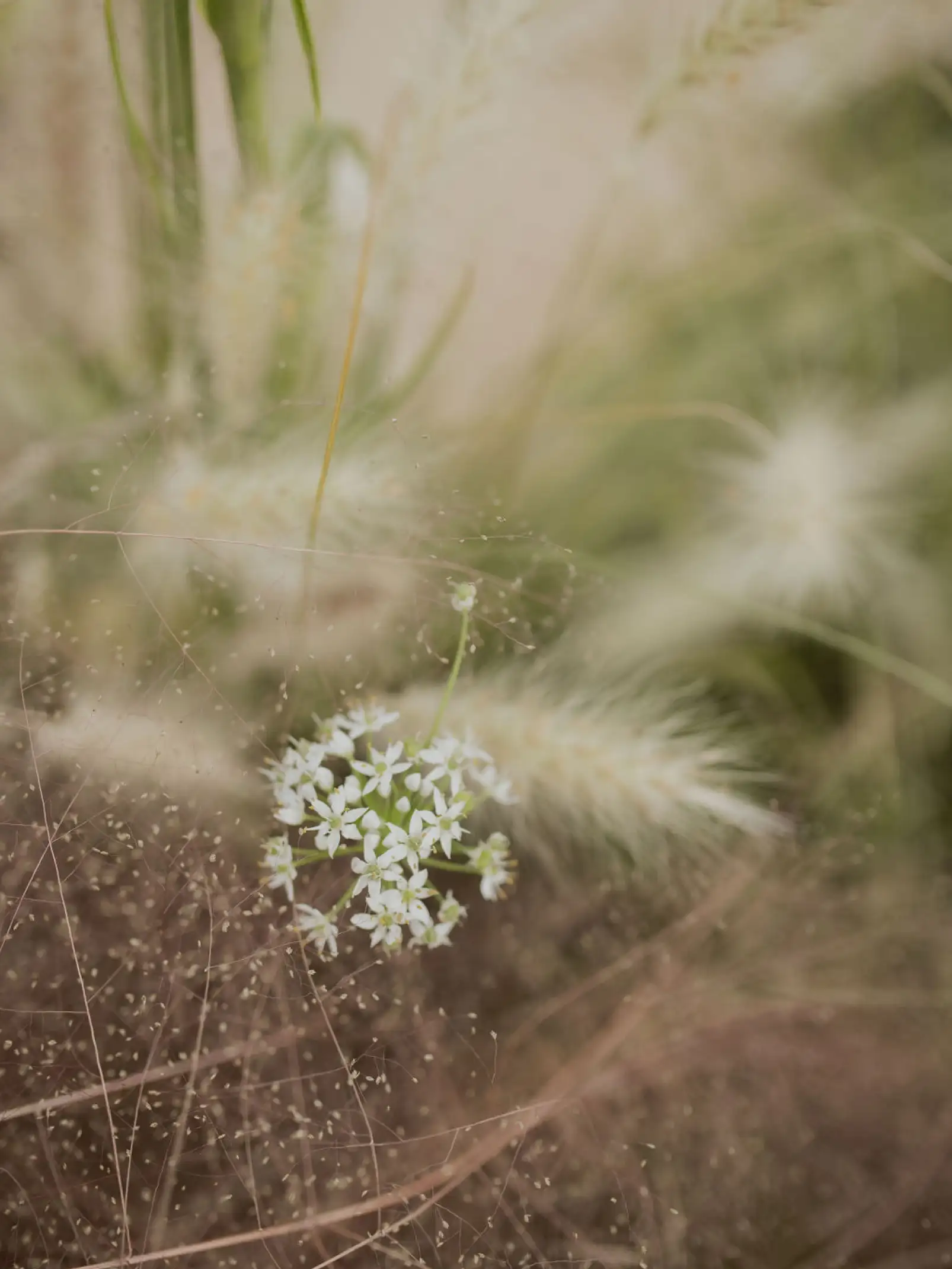 Fotografía macro de flor silvestre blanca entre pastos secos para proyectos editoriales o de diseño que transmiten calma y sutileza natural.